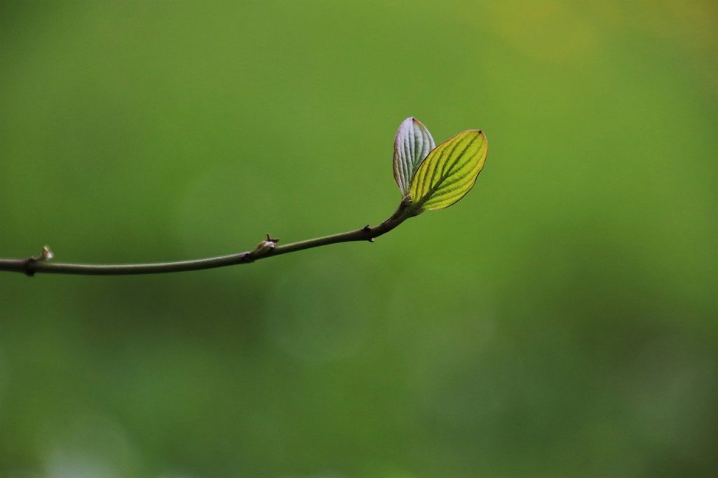 leaf, rostock, growth