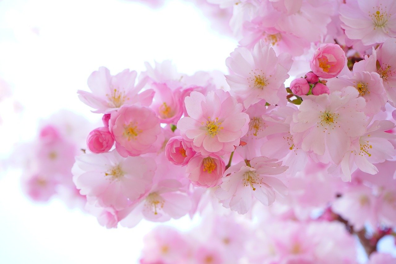 pink, cherry blossoms, flowers